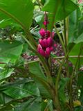 Velvet Pink Banana